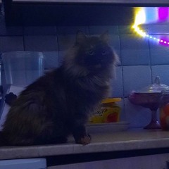 гг..5 лет о.д