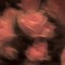 thorns of a rose