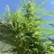jusel 420
