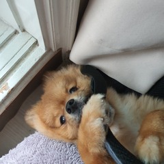 배준영