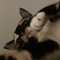yo