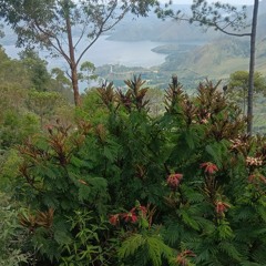 krisna