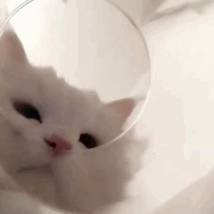 한채은