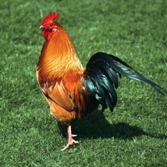 zekzo
