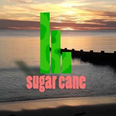 Sugar Cane