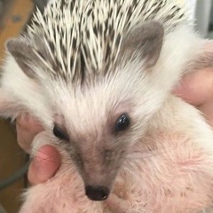 Bollo