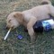 the dog