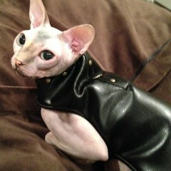 Leather Cat