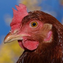 ChickenNugget