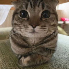 еблан