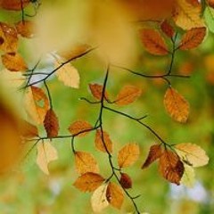 מיכל גינזבורסקי