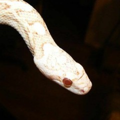 encyclopedieillustree