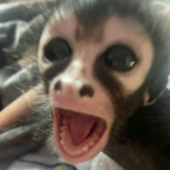 lxzooo