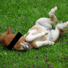 Baby Horse