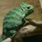 RealChameleon