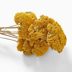 Gold Yarrow