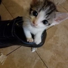 qweeva