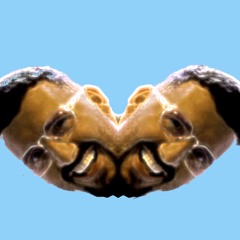 Creep the Dj