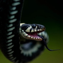 Piton