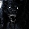 shadow wolf