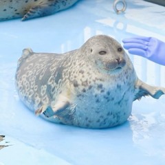 seal🐟