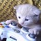 КотИгроман