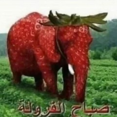 strawberry elephant