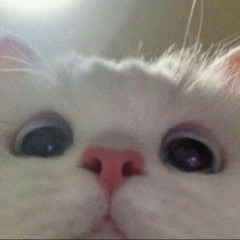 컨방진 핑쿠