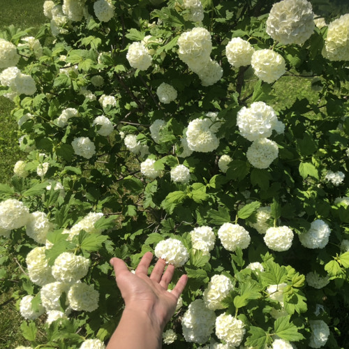 buddy powless 10/2020