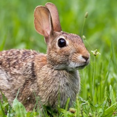 MC BUNBUM