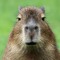 Capybara Enjoyer