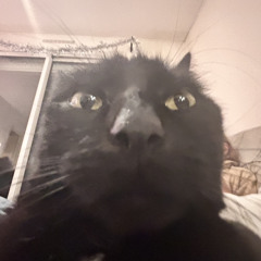 cisko