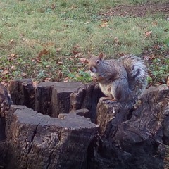 tompkins square soundwalk