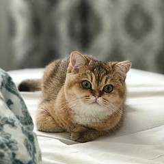 Barboriska