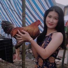 Hồng Phấn