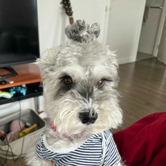 silverdagger