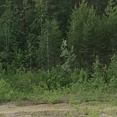 Сергей Вологжанин