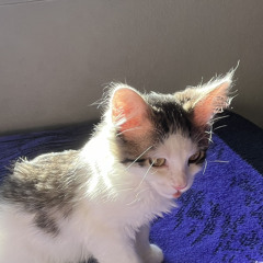 Sherlyn real name Amellia