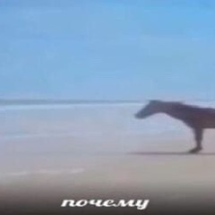 Herojoit