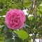 Lubna