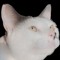 DarkMoss