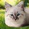 Catyngla