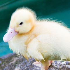lil ducky