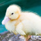 lil ducky