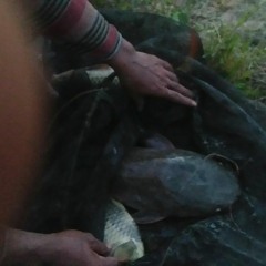 taming