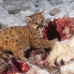 stayforlong (p. wysa)