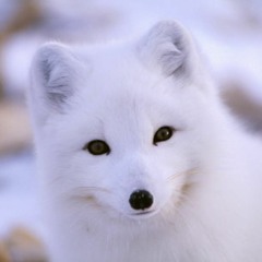 QuickWhiteFox