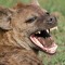 mr hyena