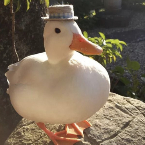 Duck’s avatar