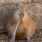 Kapybara